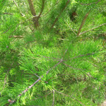 Fresh, Young Pine #AugustBreak