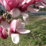 #WordlessWednesday Pink Magnolias